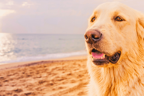 C Ncer De Piel En Perros S Ntomas Y Tratamiento