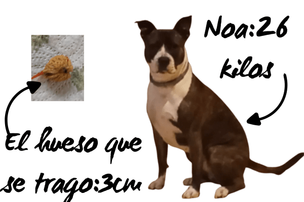 Mi Perro Se Ha Comido Un Hueso De Fruta Ahora Qu Hago Perroamigo Es