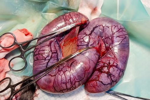 utero_piometra_cirugia