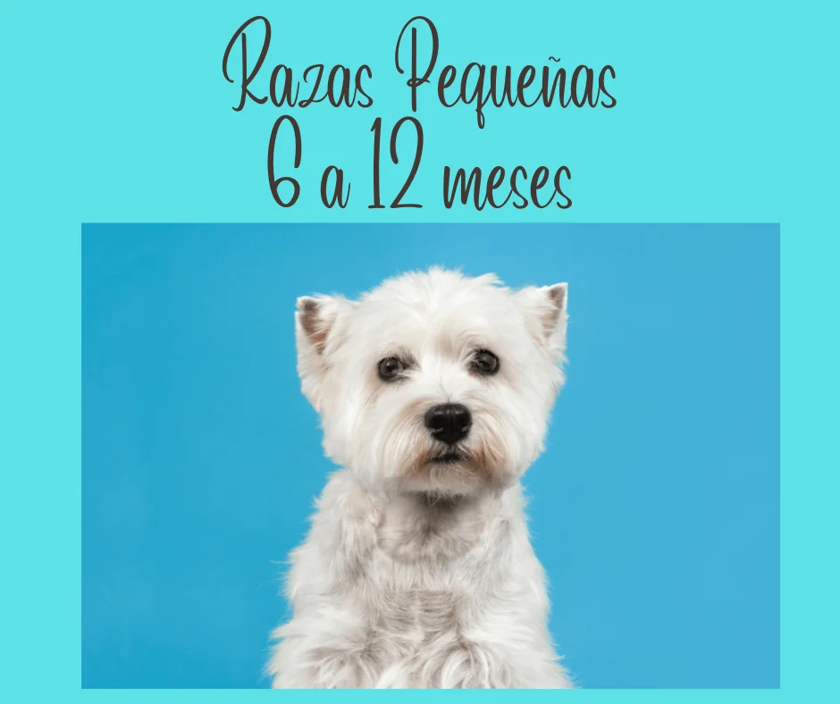 celo en perras pequeñas