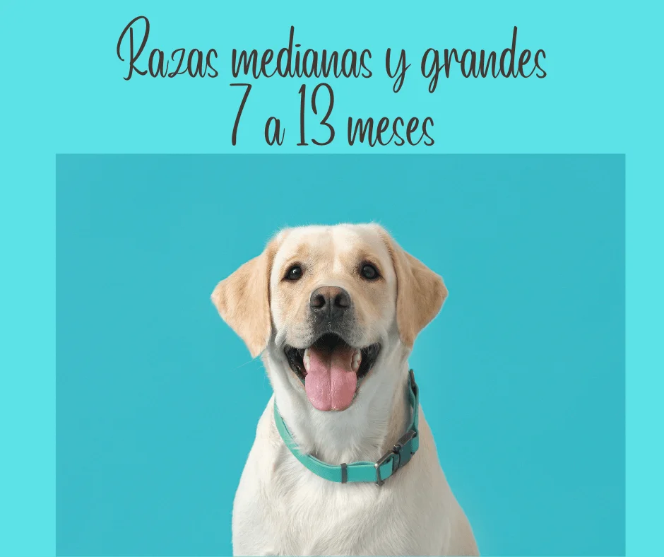 celo perras