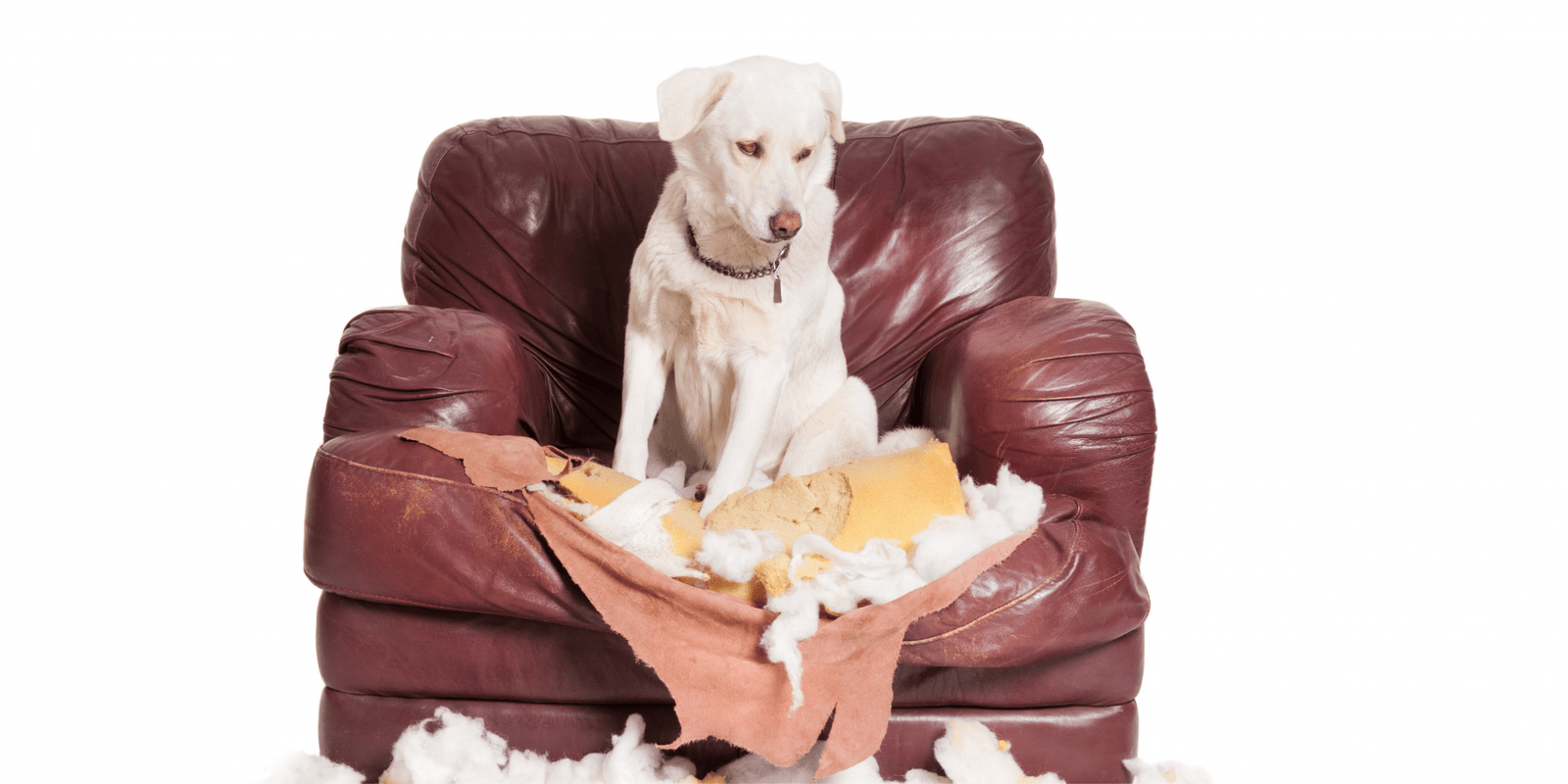 perro ansiedad por separación ha roto sofato