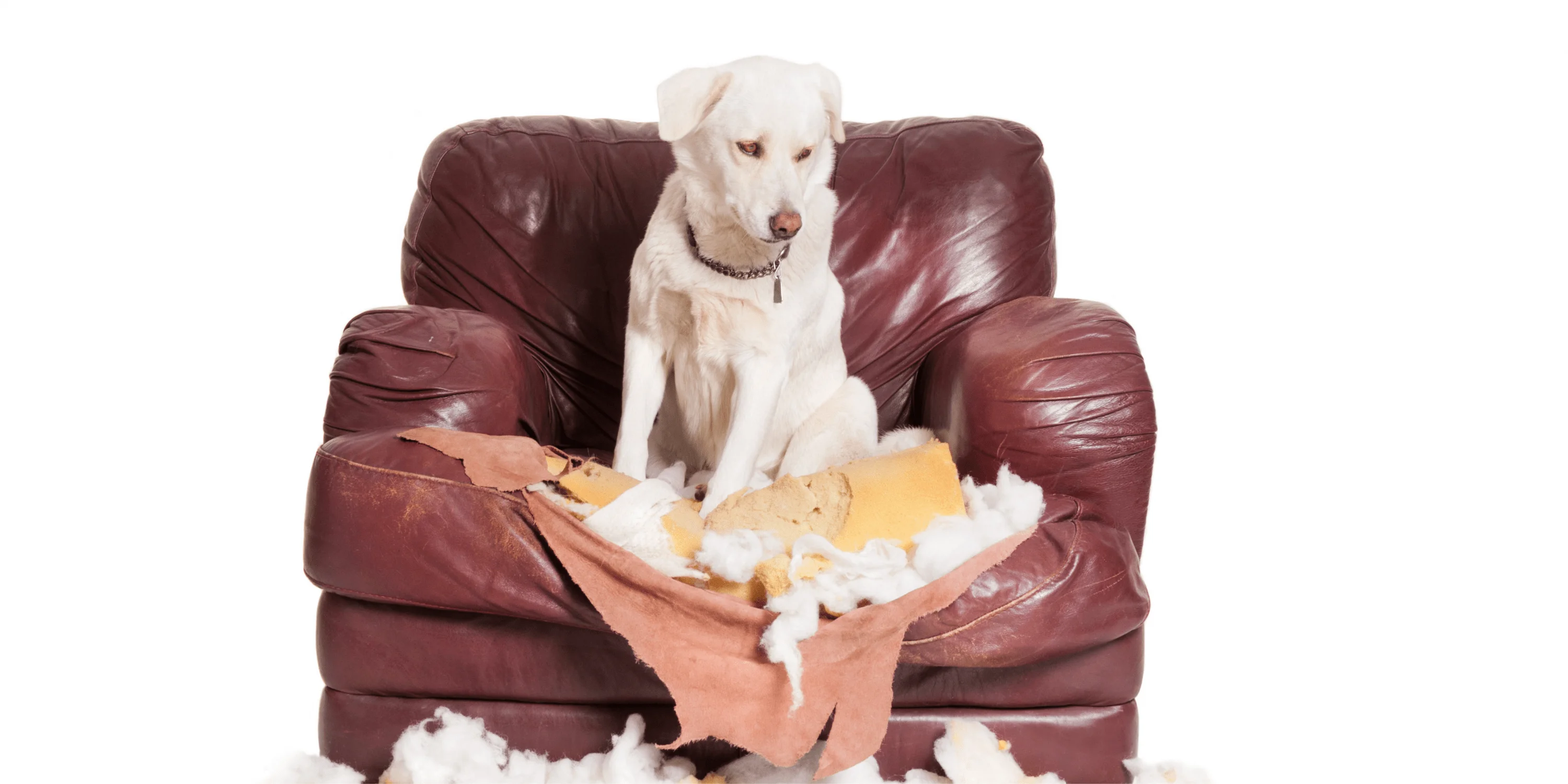 perro ansiedad por separación ha roto sofato