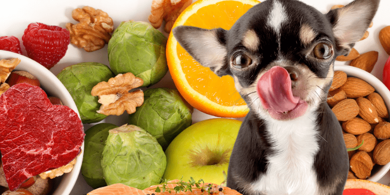 snacks naturales para perros