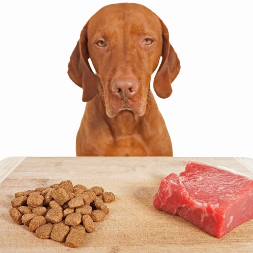 perro eligiendo entre pienso y comida natural perro