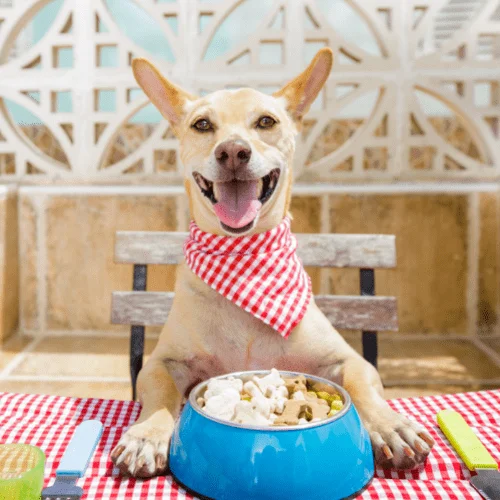 comida casera perros cantidad