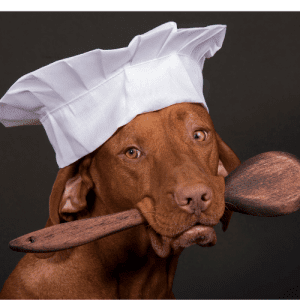 perro con gorro de cocina