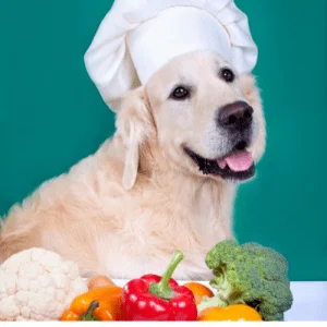 perro cocinando comida casera para perros
