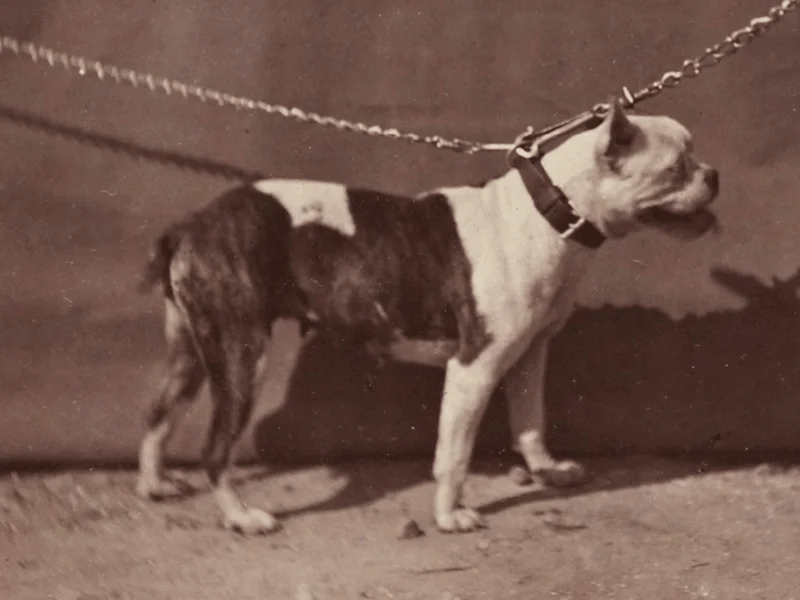 antiguo Bull Dog ingles imagen