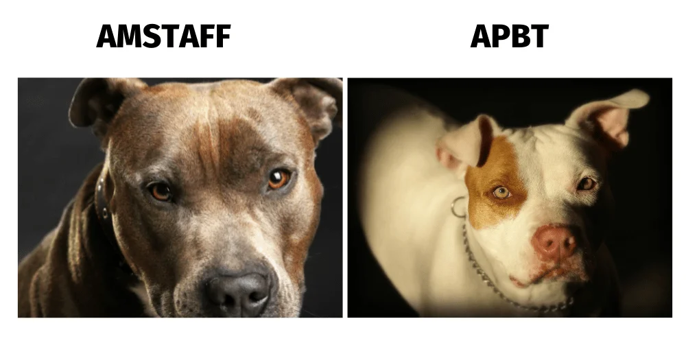 American Stanford vs pitbull