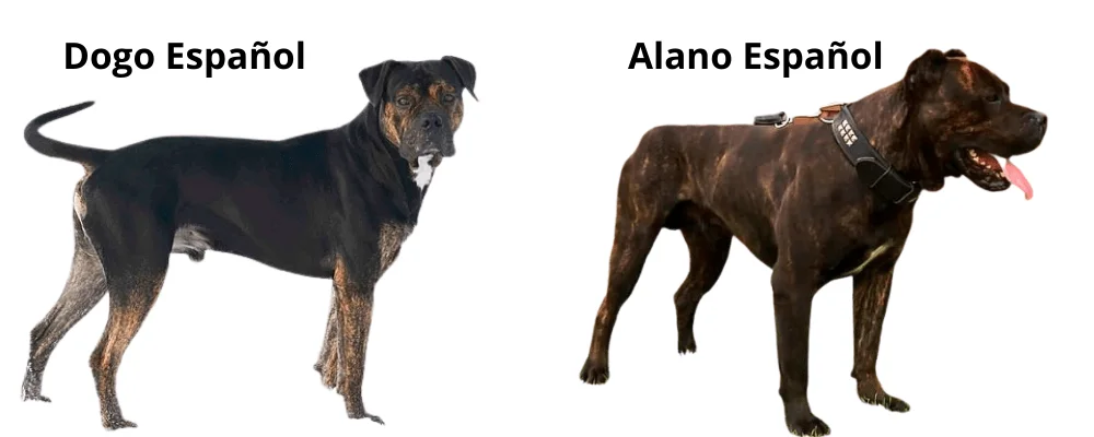 alano español vs dogo español