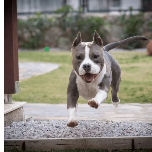 perro American Stanford cachorro