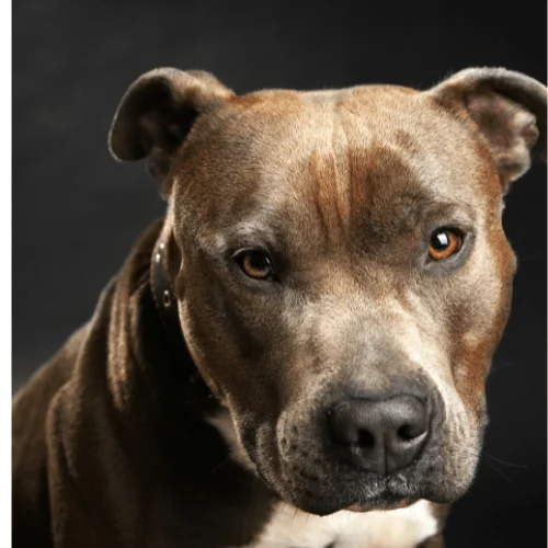 perro American Stanford color chocolate