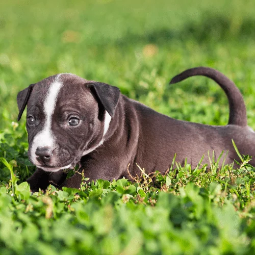 cachorro de Amstaff