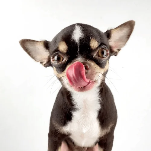 perro chihuahua relamiéndose