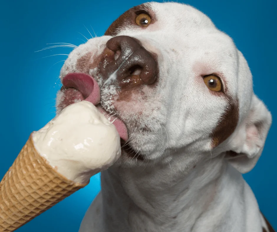 alimentación para perros verano helados
