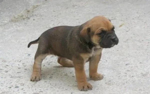 imagen alano español cachorro
