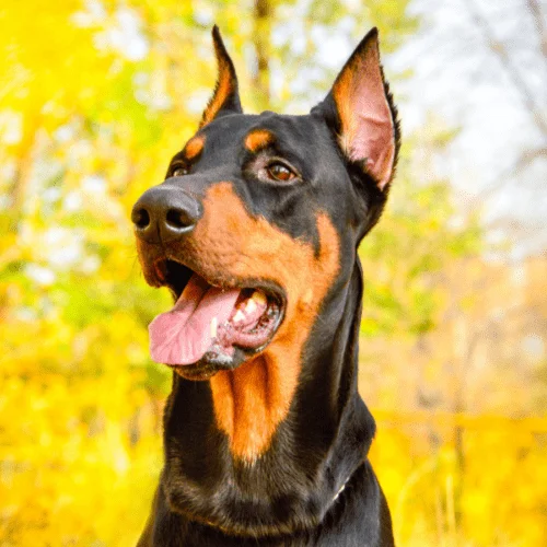 fuerza de mordida 228 psi foto doberman