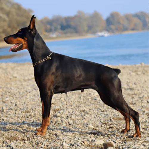 psi esta raza doberman