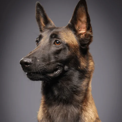 psi esta raza malinois