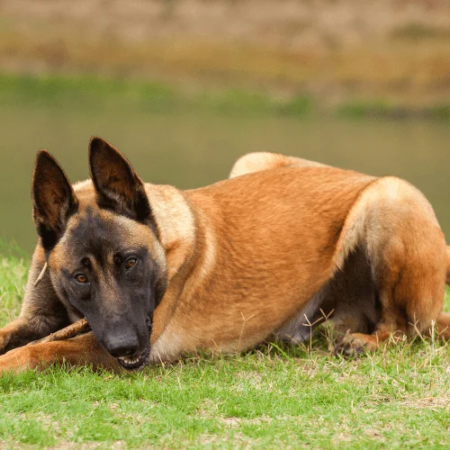 psi esta raza pastor belga Malinois