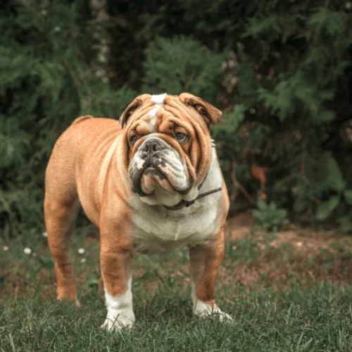psi esta raza bull dog ingles