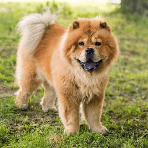 psi esta raza chow chow