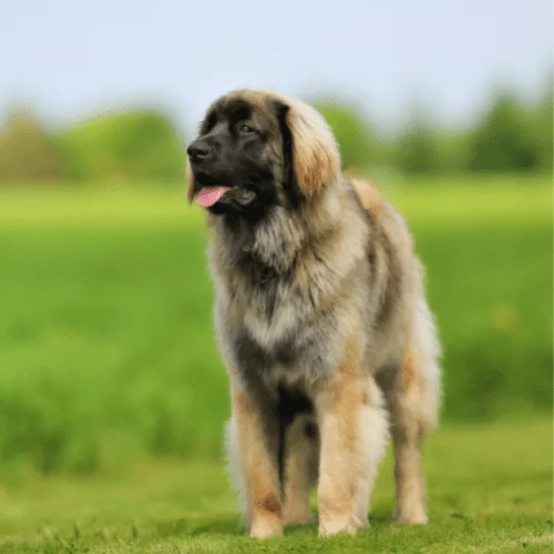 fuerza de mordida raza Leonberger