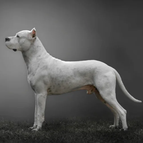 psi esta raza dogo argentino