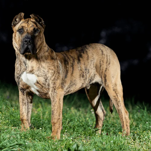 psi esta raza presa canario