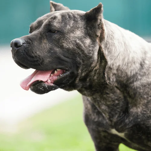 mordida 540 psi foto presa canario