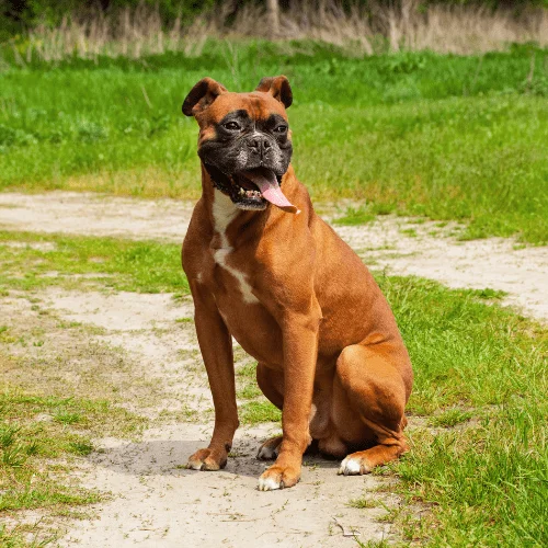fuerza de mordida 230 psi esta raza Boxer