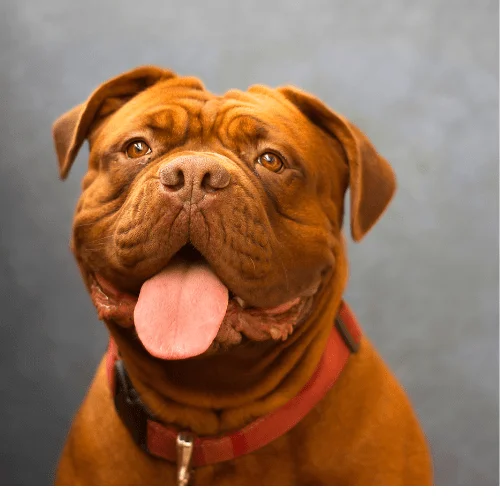 fuerza de mordida de 556 psi foto dogo
