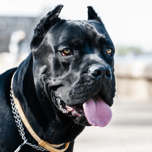 mordida de 700 psi cane corso