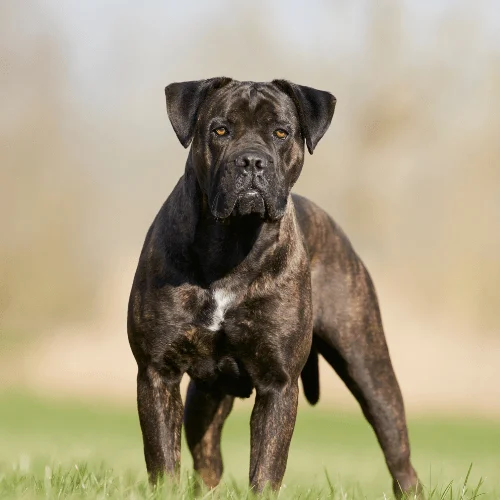 raza cane corso mordida fuerte