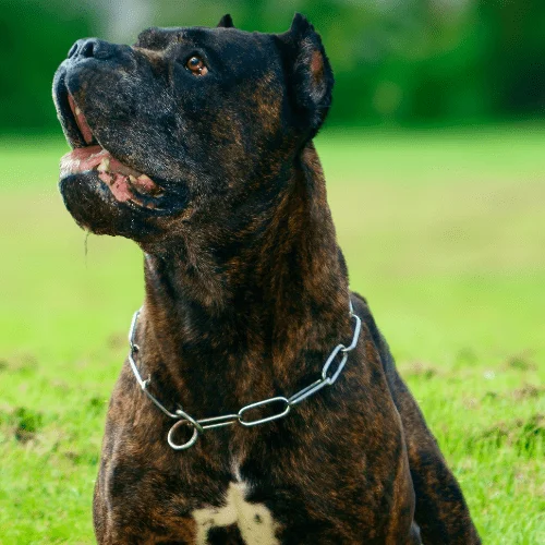 fuerza de mordida de 730 psi bandog perro fuerza de mordida
