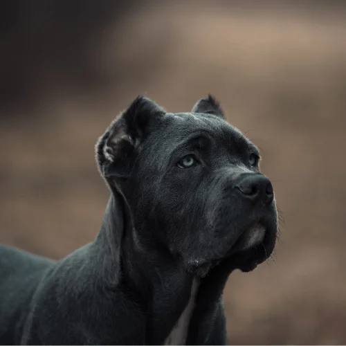 mordida 720 psi foto bandog