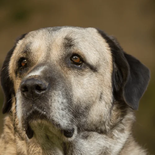 mordida de 743 psi foto kangal