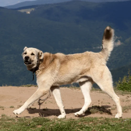 fuerza de mordida743 psi kangal turco