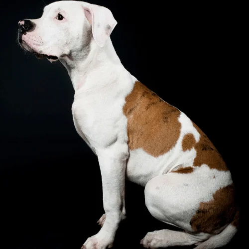 raza bull dog americano mordida 305 psi