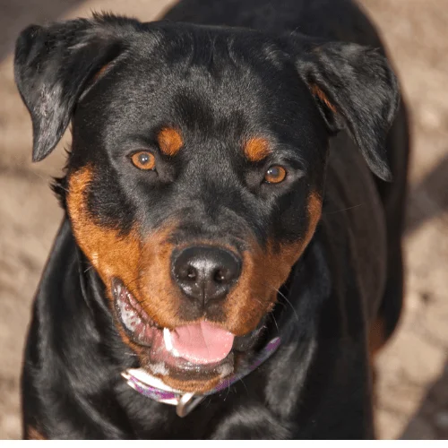 mordida de 328 psi foto rotweiler