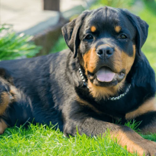 psi esta raza rotweiler