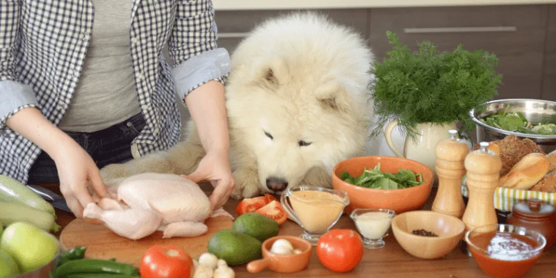 alimentación canina