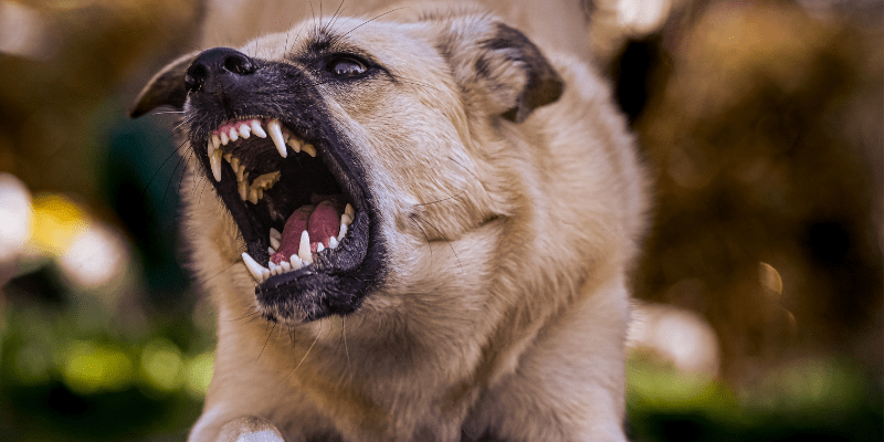 perro agresivo