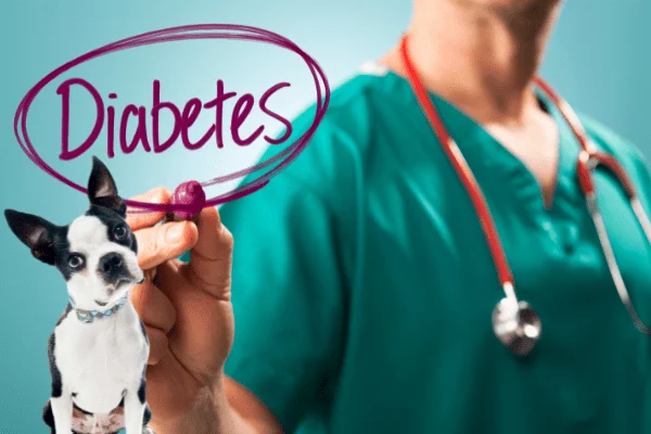 alimentación perro diabetico