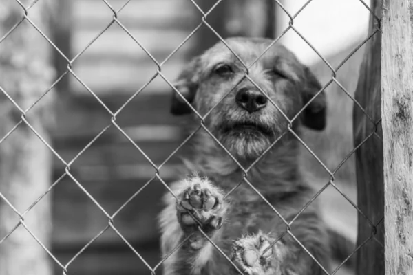 perro abandonado en españa