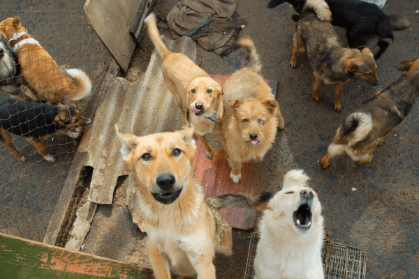 grupo de perros abandonados