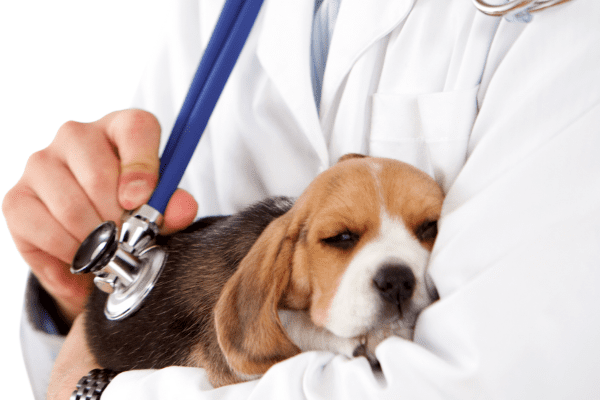 sindrome de cushing perros