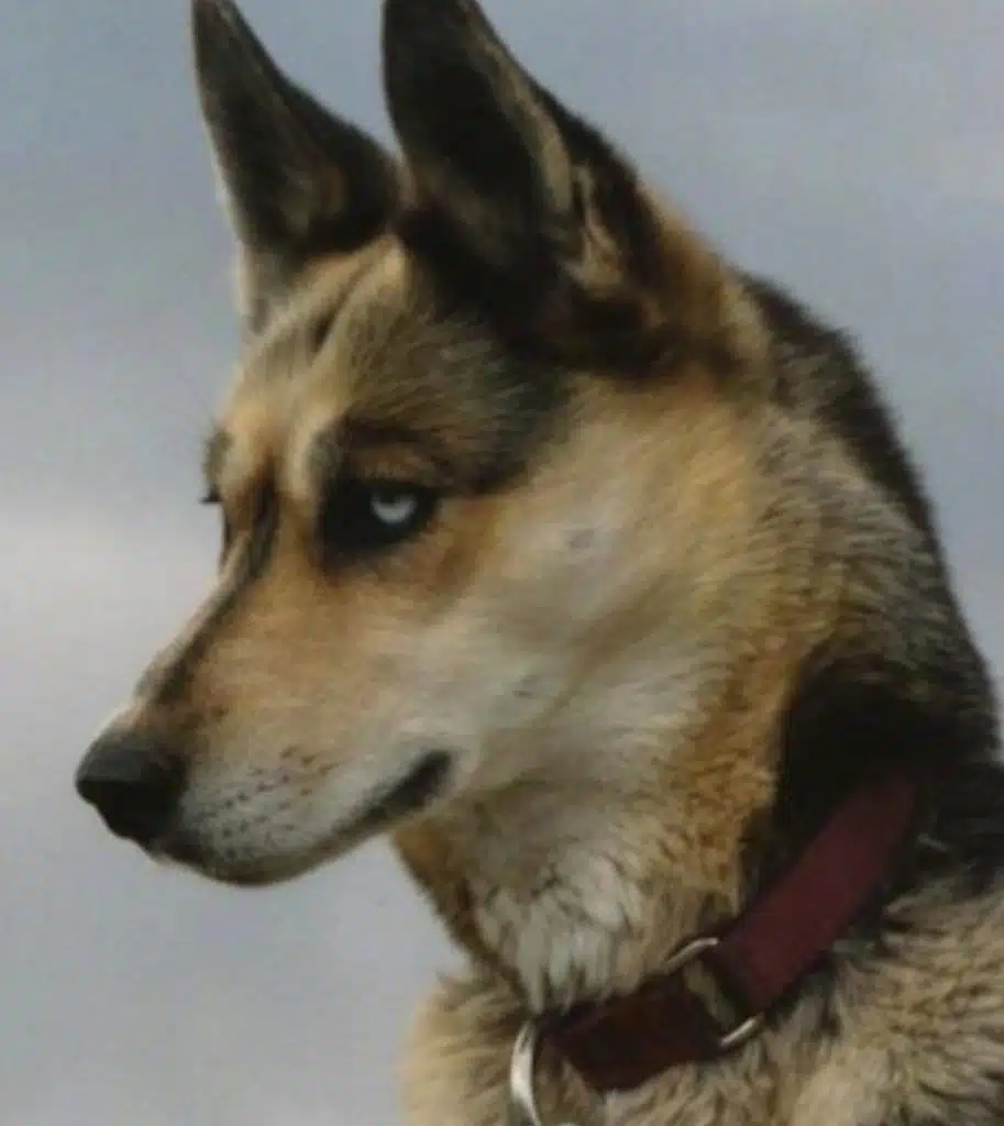 perro de trineo seppala siberiano