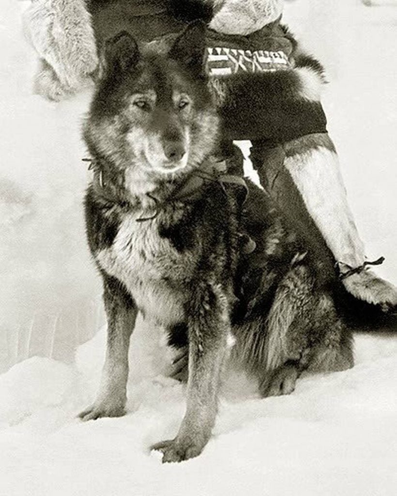 Togo: El perro héroe que salvó a un pueblo de Alaska 🐕🏆
